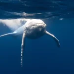 Rare white humpback whale calf Mãhina, spotted by photographer Matt Porteous, stuns in breathtaking encounter off Tonga’s coast, captivating ocean lovers worldwide.