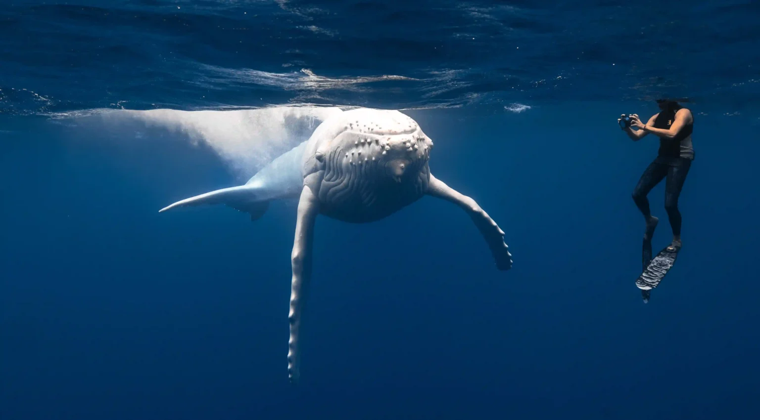 Rare white humpback whale calf Mãhina, spotted by photographer Matt Porteous, stuns in breathtaking encounter off Tonga’s coast, captivating ocean lovers worldwide.