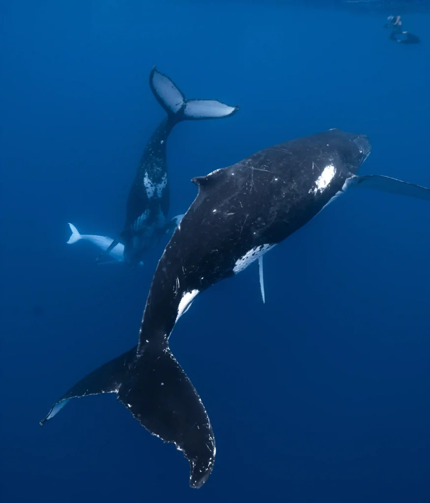 Rare white humpback whale calf Mãhina, spotted by photographer Matt Porteous, stuns in breathtaking encounter off Tonga’s coast, captivating ocean lovers worldwide.