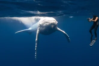 Rare white humpback whale calf Mãhina, spotted by photographer Matt Porteous, stuns in breathtaking encounter off Tonga’s coast, captivating ocean lovers worldwide.