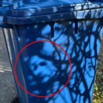 A baffled couple spotted Vladimir Putin's face on a recycling bin, formed by shadows from nearby trees. The uncanny likeness has left friends joking about the eerie sight.