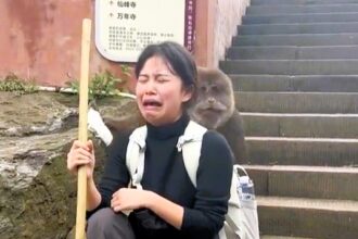 A tourist sobbed in fear as a cheeky monkey raided her backpack at Mount Emei, China. The viral video shows the primate rummaging through her belongings, leaving viewers amused.