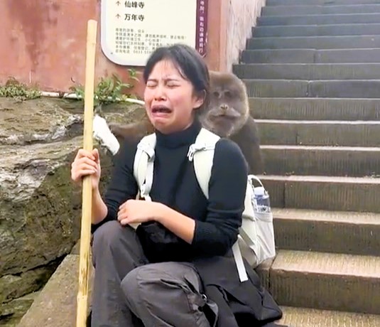 A tourist sobbed in fear as a cheeky monkey raided her backpack at Mount Emei, China. The viral video shows the primate rummaging through her belongings, leaving viewers amused.