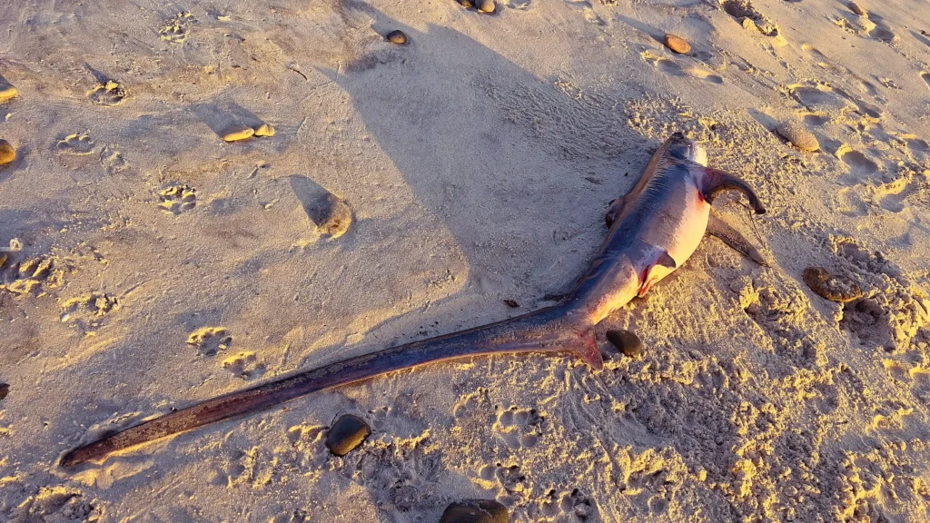 A rare thresher shark with a tail longer than its body washed up on a popular Australian beach, leaving beachgoers stunned by the sight of the endangered deep-sea predator.