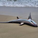 A rare thresher shark with a tail longer than its body washed up on a popular Australian beach, leaving beachgoers stunned by the sight of the endangered deep-sea predator.