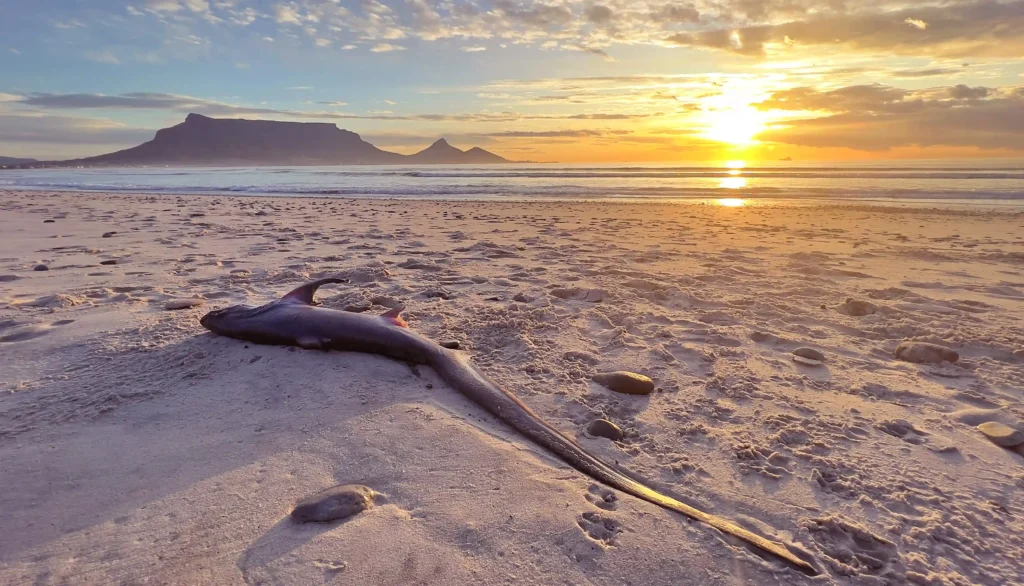 A rare thresher shark with a tail longer than its body washed up on a popular Australian beach, leaving beachgoers stunned by the sight of the endangered deep-sea predator.