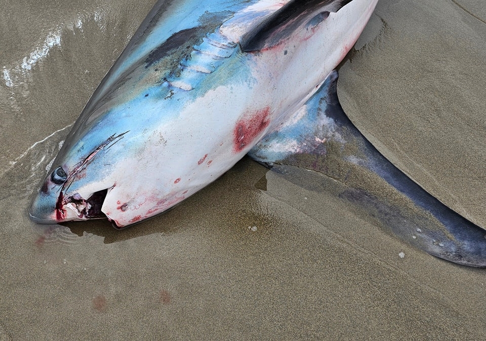 A rare thresher shark with a tail longer than its body washed up on a popular Australian beach, leaving beachgoers stunned by the sight of the endangered deep-sea predator.