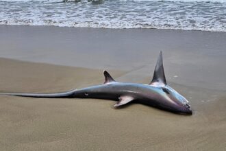 A rare thresher shark with a tail longer than its body washed up on a popular Australian beach, leaving beachgoers stunned by the sight of the endangered deep-sea predator.