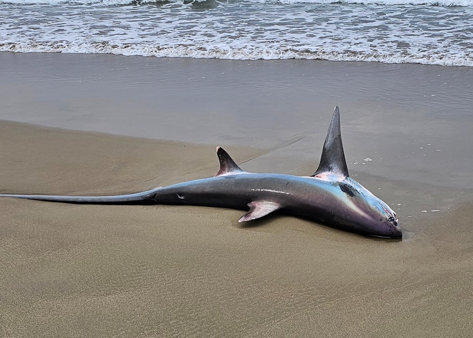 A rare thresher shark with a tail longer than its body washed up on a popular Australian beach, leaving beachgoers stunned by the sight of the endangered deep-sea predator.