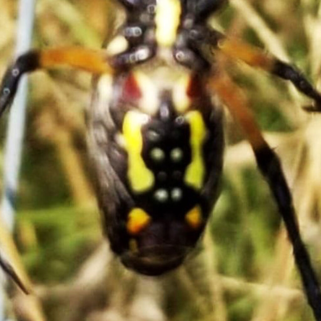 Eerie Mothman figure spotted on a spider’s abdomen in Mississippi backyard, leaving locals spooked and sparking fascination with the legendary cryptid.