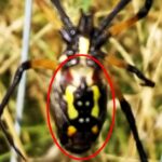 Eerie Mothman figure spotted on a spider’s abdomen in Mississippi backyard, leaving locals spooked and sparking fascination with the legendary cryptid.