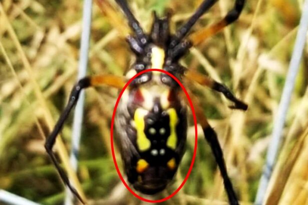 Eerie Mothman figure spotted on a spider’s abdomen in Mississippi backyard, leaving locals spooked and sparking fascination with the legendary cryptid.