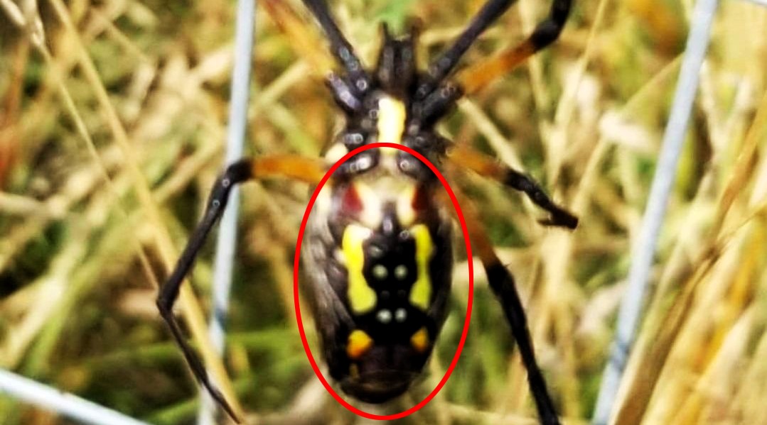 Eerie Mothman figure spotted on a spider’s abdomen in Mississippi backyard, leaving locals spooked and sparking fascination with the legendary cryptid.