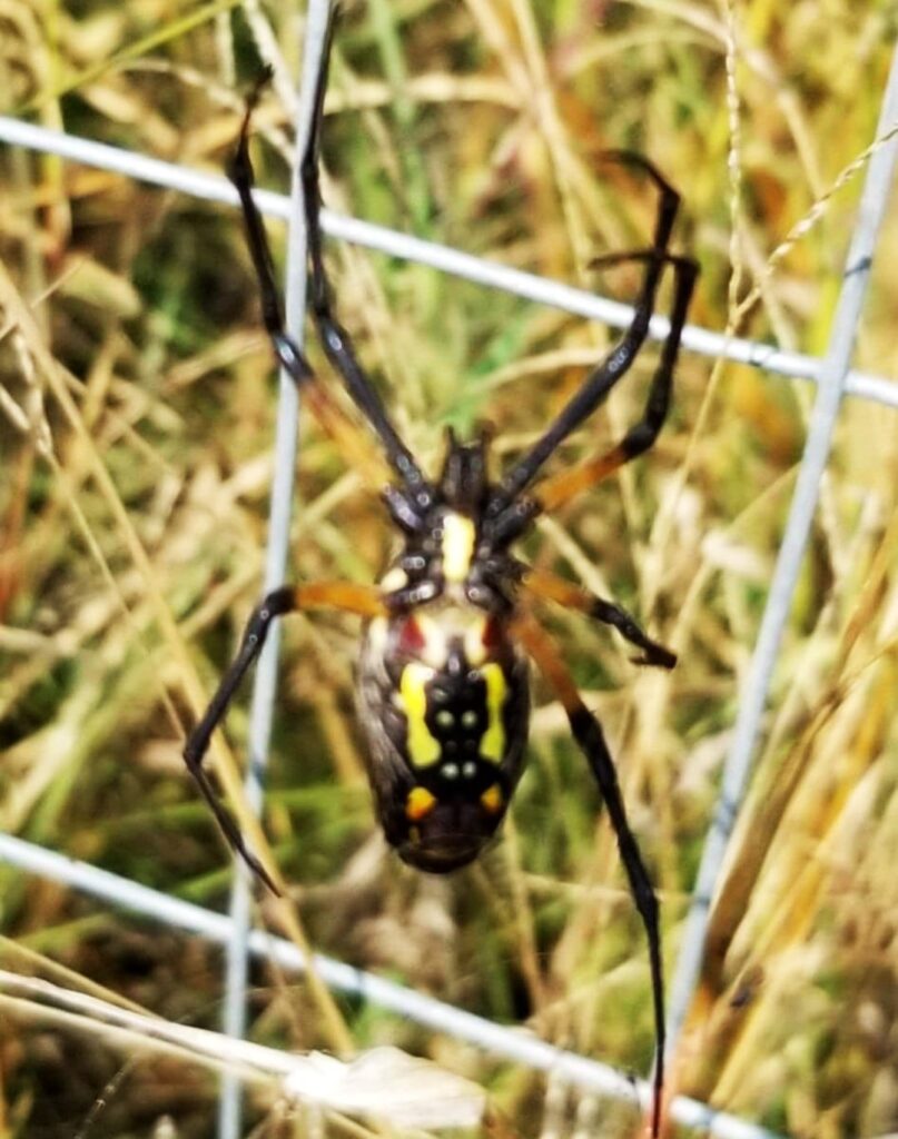 Eerie Mothman figure spotted on a spider’s abdomen in Mississippi backyard, leaving locals spooked and sparking fascination with the legendary cryptid.