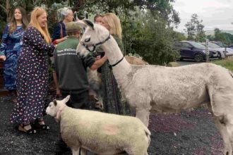 The Wellbeing Farm is giving one lucky couple the chance to win a £12,000 wedding, complete with a unique venue, a wedding feast, and bow-tie-wearing llamas. Enter now!