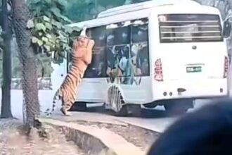 Tourists scream in fear as a massive tiger jumps on a zoo bus, pawing and licking the glass just inches away from visitors during a shocking encounter at a Chinese zoo.