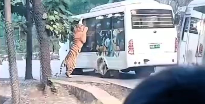 Tourists scream in fear as a massive tiger jumps on a zoo bus, pawing and licking the glass just inches away from visitors during a shocking encounter at a Chinese zoo.