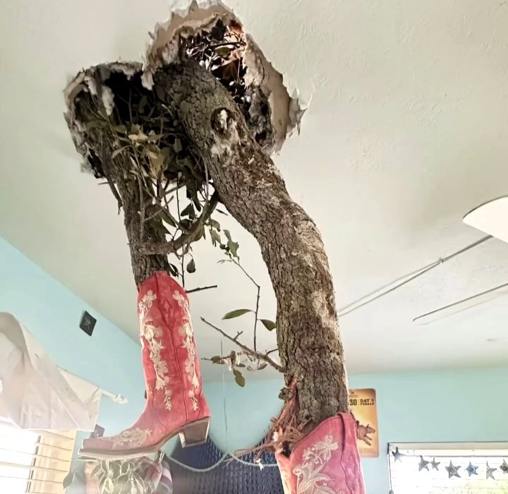 After Hurricane Milton damaged her home, Lorraine C Ladish went viral for decorating a tree branch that crashed through her roof, finding humor and positivity in a tough situation.