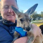 Runaway kangaroo in a diaper and blue harness captured near Florida school, sparking hilarious reactions from locals comparing the scene to a real-life Jumanji!