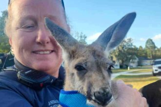 Runaway kangaroo in a diaper and blue harness captured near Florida school, sparking hilarious reactions from locals comparing the scene to a real-life Jumanji!