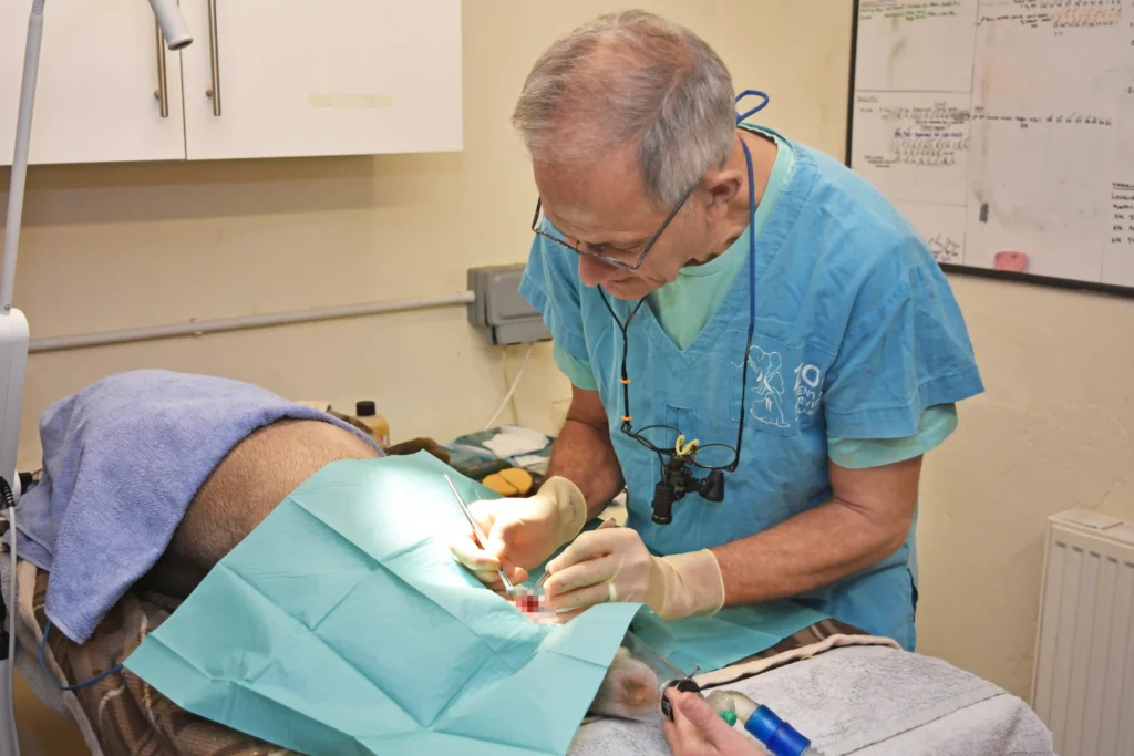 Adorable aardvark Boo recovers after dental surgery for a jaw abscess at Africa Alive zoo, ensuring she's back to her playful self in no time!