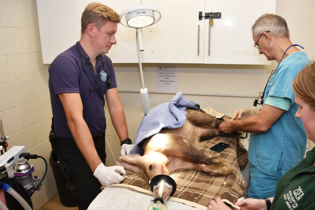 Adorable aardvark Boo recovers after dental surgery for a jaw abscess at Africa Alive zoo, ensuring she's back to her playful self in no time!