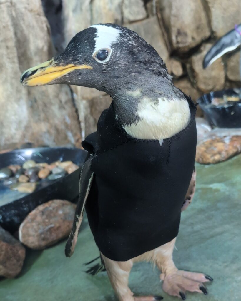 Elderly Gentoo penguin Bridget stays warm in her custom-made wetsuit, designed by Kansas City Zoo staff to help her retain body heat after losing waterproofing oil.