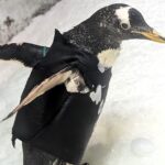 Elderly Gentoo penguin Bridget stays warm in her custom-made wetsuit, designed by Kansas City Zoo staff to help her retain body heat after losing waterproofing oil.