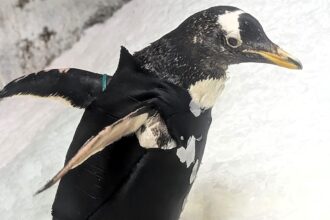 Elderly Gentoo penguin Bridget stays warm in her custom-made wetsuit, designed by Kansas City Zoo staff to help her retain body heat after losing waterproofing oil.