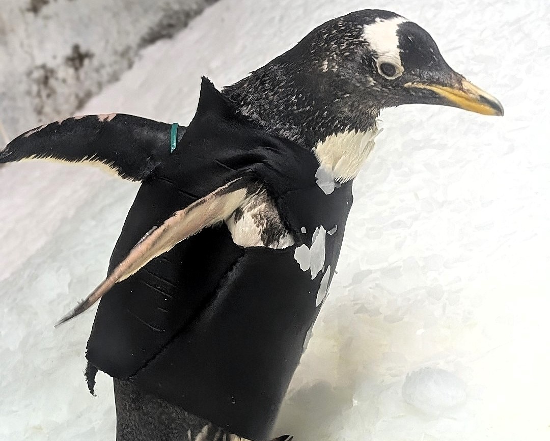 Elderly Gentoo penguin Bridget stays warm in her custom-made wetsuit, designed by Kansas City Zoo staff to help her retain body heat after losing waterproofing oil.