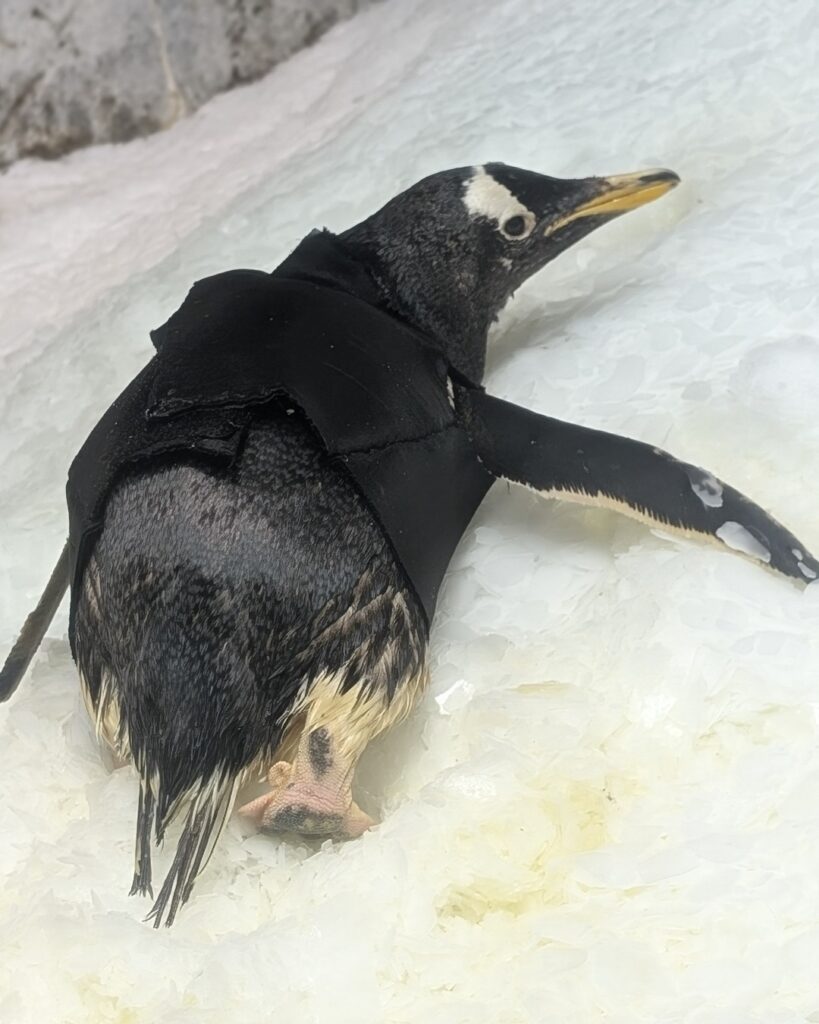 Elderly Gentoo penguin Bridget stays warm in her custom-made wetsuit, designed by Kansas City Zoo staff to help her retain body heat after losing waterproofing oil.