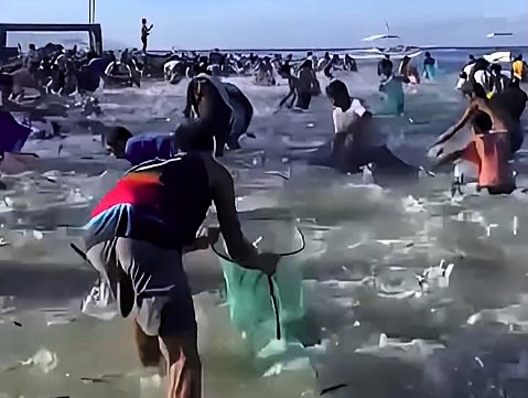 Thousands of sardines leap from the sea in Cebu, Philippines; locals rush with nets and bags to catch the fish, speculated to be driven ashore by recent typhoons.