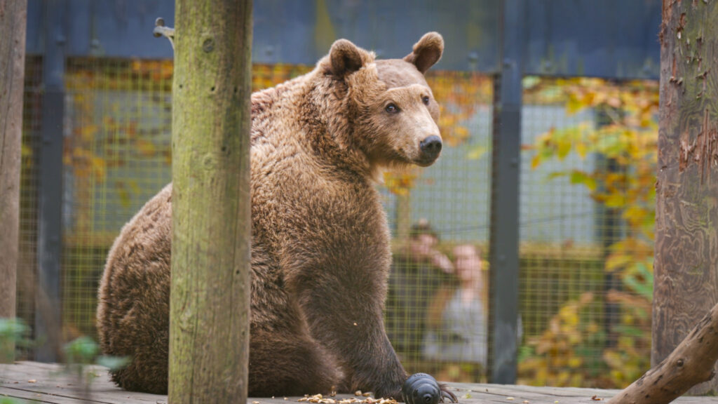 Boki, the first bear to undergo life-saving brain surgery, is thriving six weeks post-operation, gaining 20kg and preparing for semi-hibernation at Wildwood Trust in Kent.