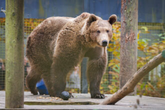 Boki, the first bear to undergo life-saving brain surgery, is thriving six weeks post-operation, gaining 20kg and preparing for semi-hibernation at Wildwood Trust in Kent.