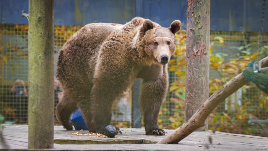 Boki, the first bear to undergo life-saving brain surgery, is thriving six weeks post-operation, gaining 20kg and preparing for semi-hibernation at Wildwood Trust in Kent.