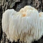 Britain's rarest fungus, Lion’s Mane, found in Kent, stays secret to protect it from foragers. This medicinal, legally protected species plays a vital ecological role.