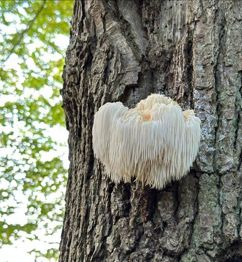 Britain's rarest fungus, Lion’s Mane, found in Kent, stays secret to protect it from foragers. This medicinal, legally protected species plays a vital ecological role.