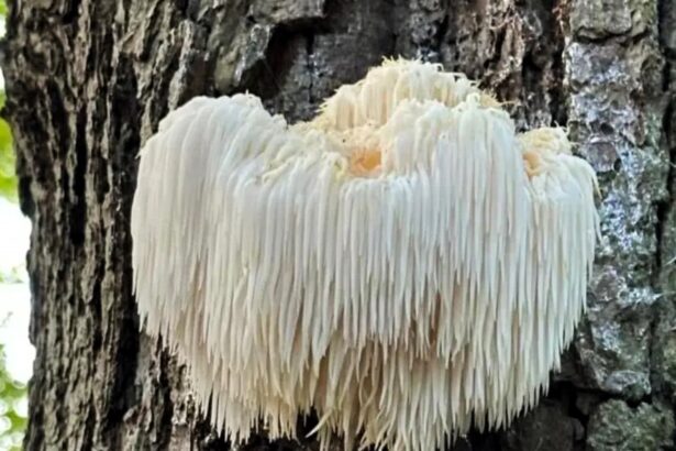 Britain's rarest fungus, Lion’s Mane, found in Kent, stays secret to protect it from foragers. This medicinal, legally protected species plays a vital ecological role.