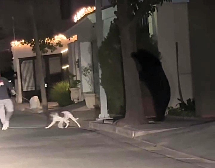 A bear hilariously hid behind a tree to avoid a dog walker in Monterrey, Mexico, sparking online jokes. Increasing urban sightings highlight deforestation issues.