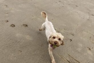 Couple reunites with dog Dennis after 54 hours; the cockapoo was rescued from a 6ft-deep mine shaft in Guisborough Woods with treats and quick thinking by his owners.