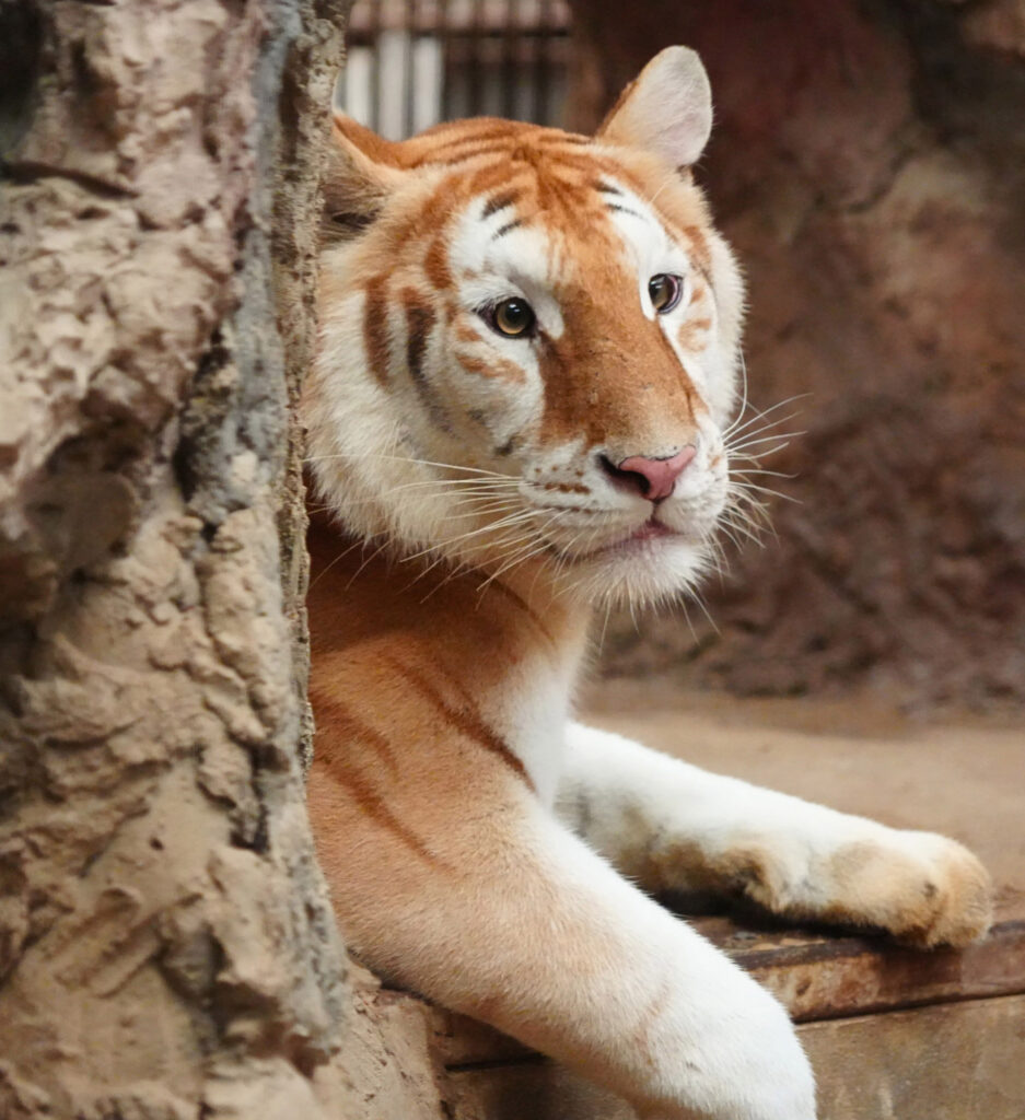 Cross-eyed tiger Eva melts hearts online with her unique greenish-yellow eyes and fluffy fur. Born in Chiang Mai Night Safari, this rare beauty has gone viral!