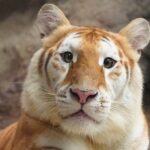 Cross-eyed tiger Eva melts hearts online with her unique greenish-yellow eyes and fluffy fur. Born in Chiang Mai Night Safari, this rare beauty has gone viral!