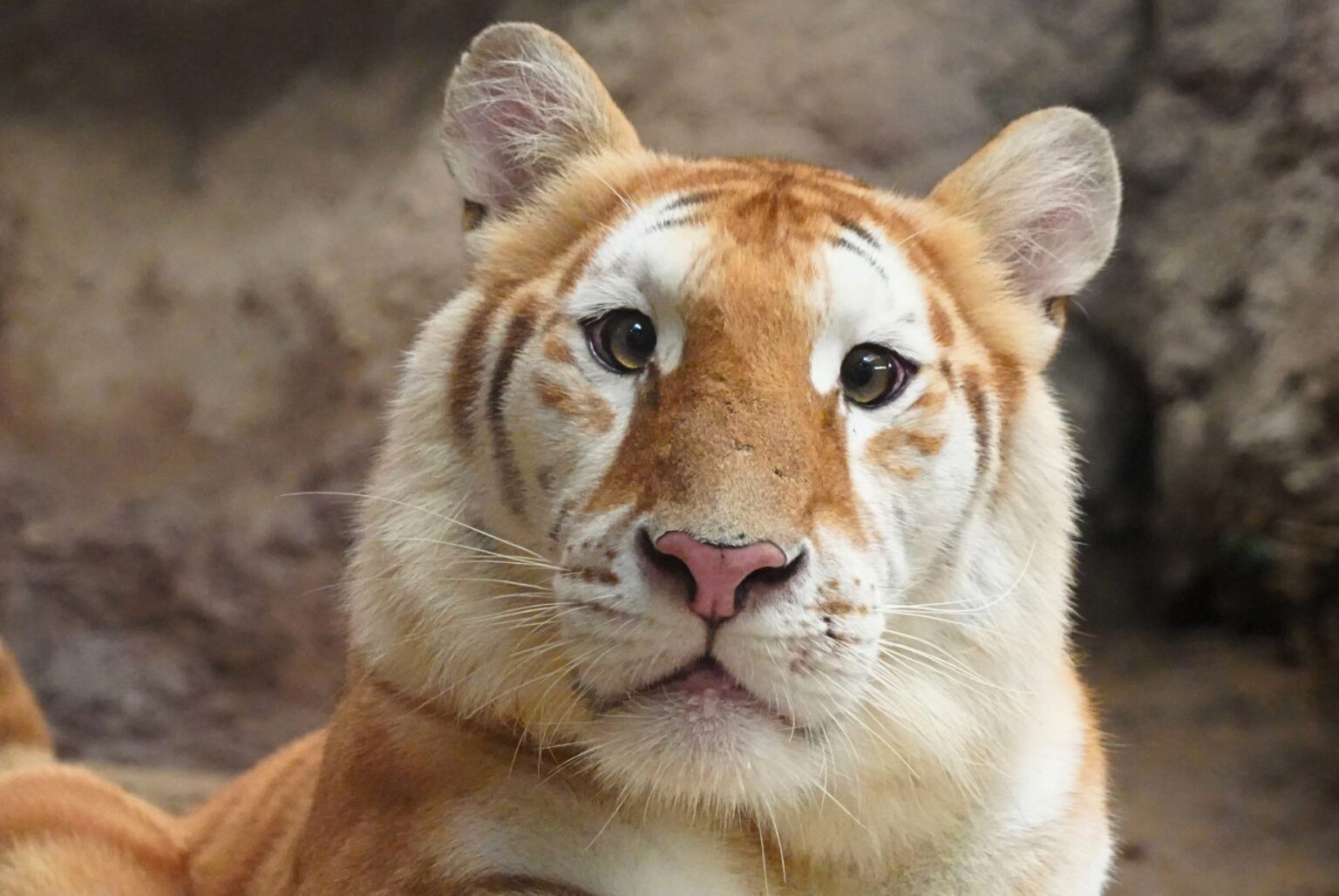 Cross-eyed tiger Eva melts hearts online with her unique greenish-yellow eyes and fluffy fur. Born in Chiang Mai Night Safari, this rare beauty has gone viral!