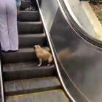 Adorable French Bulldog stuns Medellín shoppers by expertly riding escalators, but vets warn of serious risks to pets' paws and safety on moving stairs.