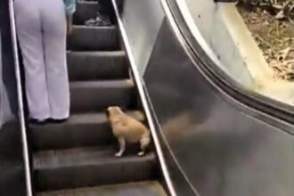 Adorable French Bulldog stuns Medellín shoppers by expertly riding escalators, but vets warn of serious risks to pets' paws and safety on moving stairs.