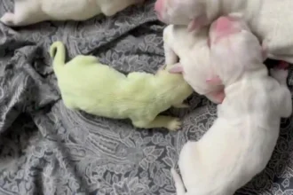 Rare green puppy named Fiona from Shrek born to American pit bulls in Mississippi. Healthy and active, her unique color may fade soon. Raffle held for her new home.