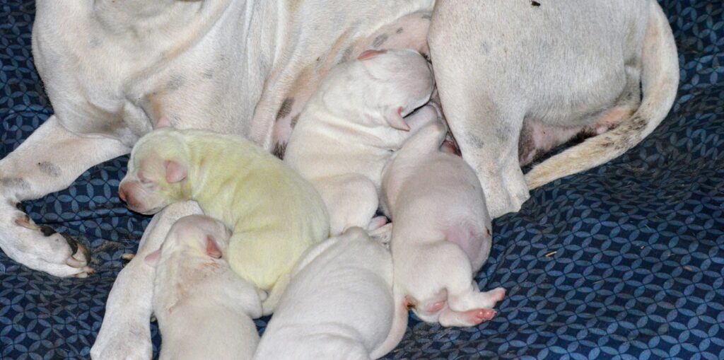 Rare green puppy named Fiona from Shrek born to American pit bulls in Mississippi. Healthy and active, her unique color may fade soon. Raffle held for her new home.