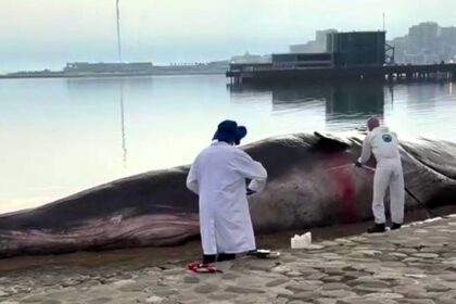 52-foot realistic whale model stuns locals at Caspian Sea in Baku, Azerbaijan, raising awareness for ocean conservation at COP29 climate conference.