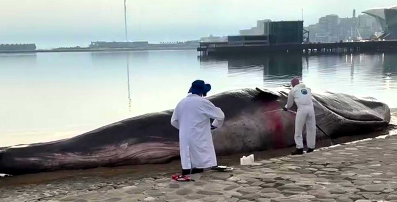 52-foot realistic whale model stuns locals at Caspian Sea in Baku, Azerbaijan, raising awareness for ocean conservation at COP29 climate conference.