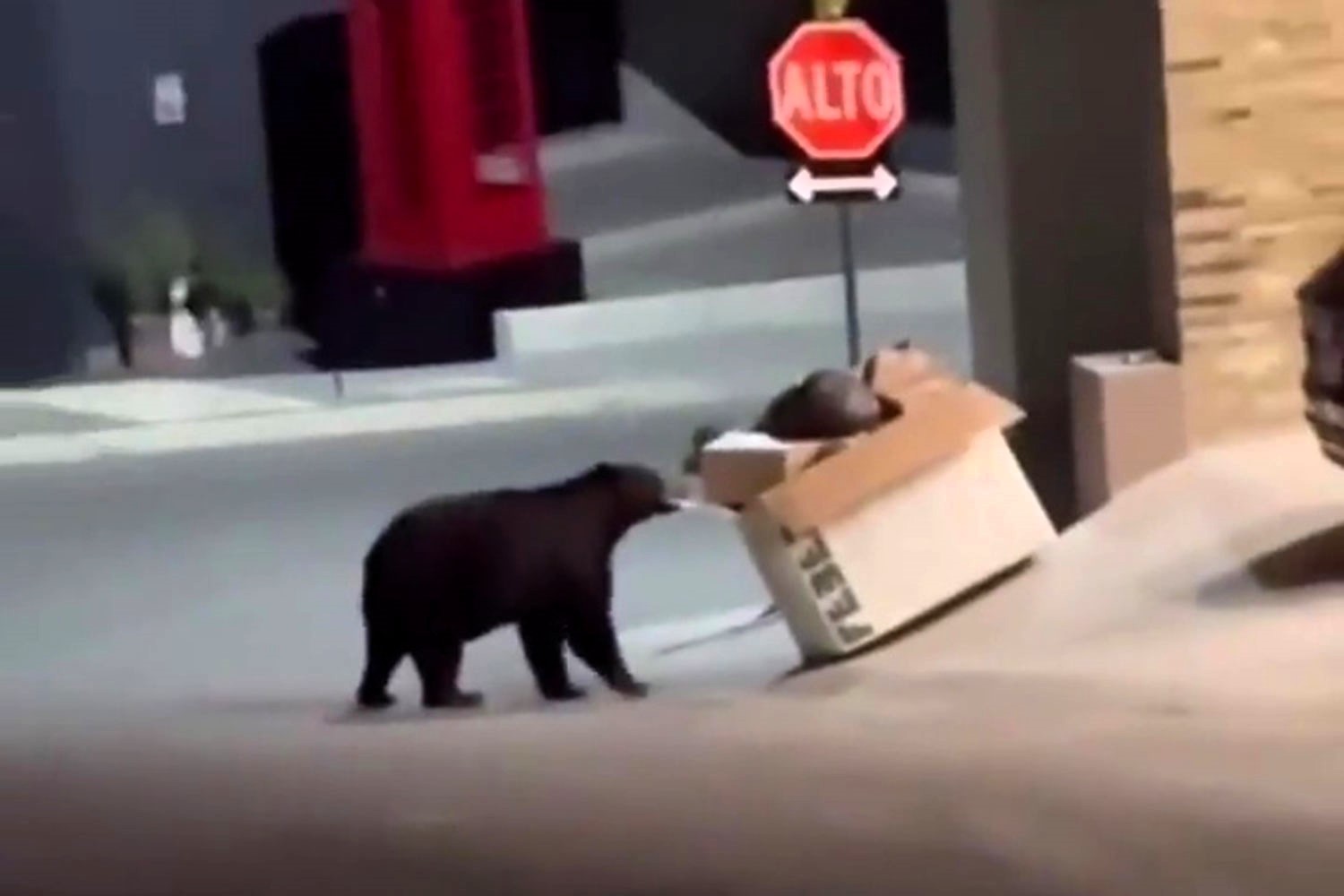 Ex-Man City WAG Evangelina Anderson, wife of Martin Demichelis, shares shocking footage of a bear rummaging through bins outside their new home in Monterrey, Mexico.